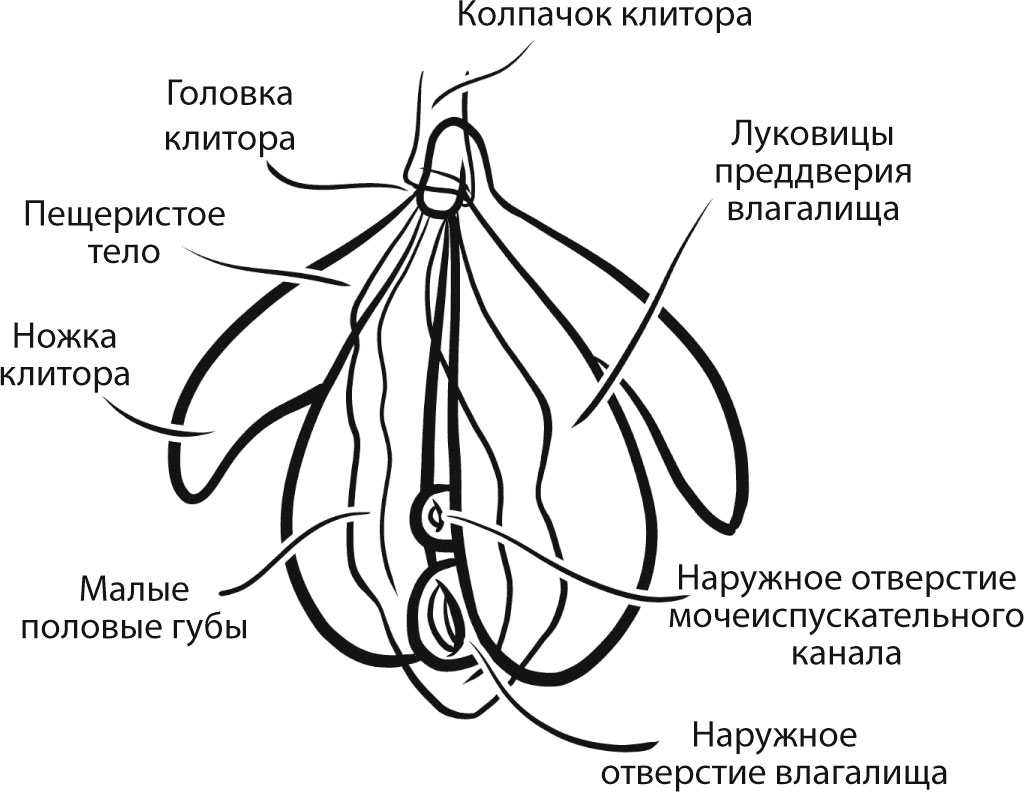 анатомия клитора
